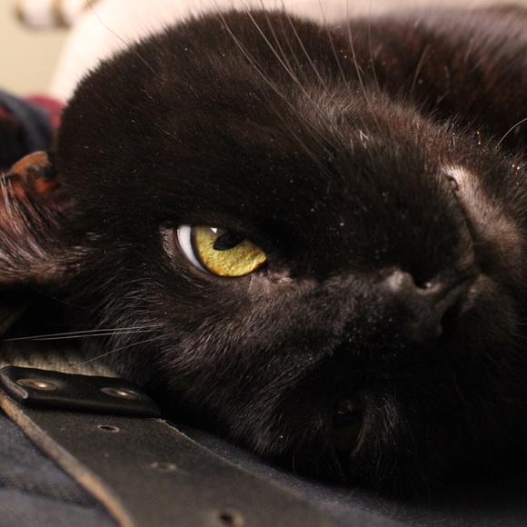 Meet your Posher, Jeannette - Picture 3 of 3